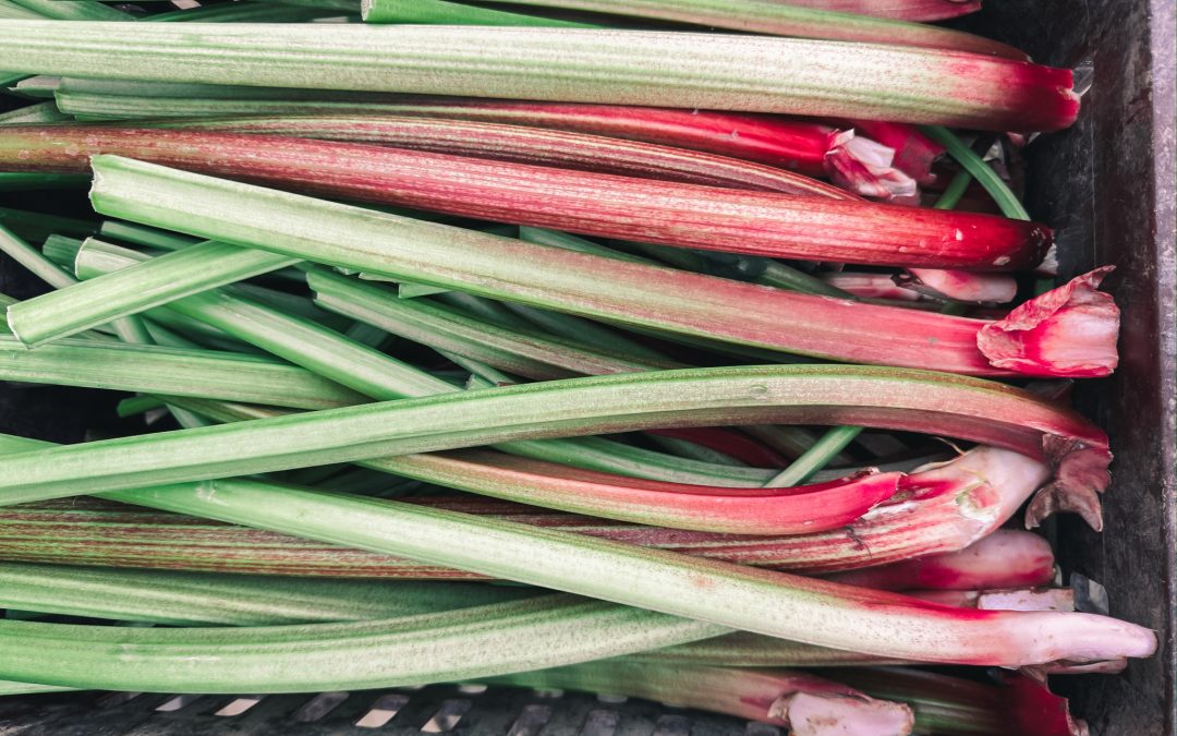 La rhubarbe : un trésor rare au Maroc, cultivé au cœur de l’Atlas